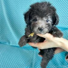 ♀︎ミックス犬