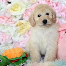 ♀︎スタンダードプードル