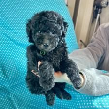 ♀︎ミックス犬