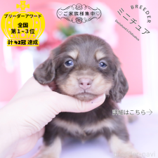 ♀︎ミニチュアダックスフンド(ロングヘアード)