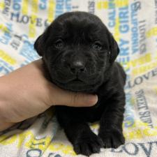 ♀︎ラブラドールレトリーバー