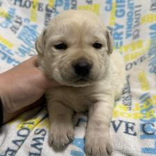 ♀︎ラブラドールレトリーバー