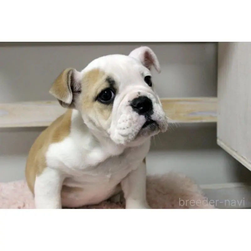 販売中の岡山県のブルドッグ-451861の15枚目