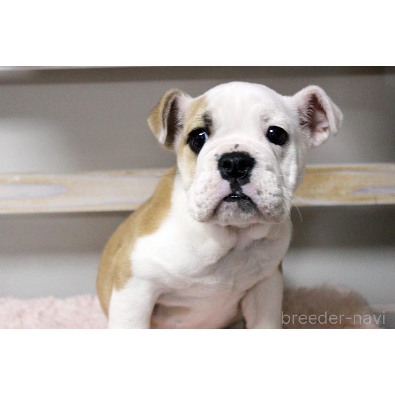 販売中の岡山県のブルドッグ-451861の16枚目
