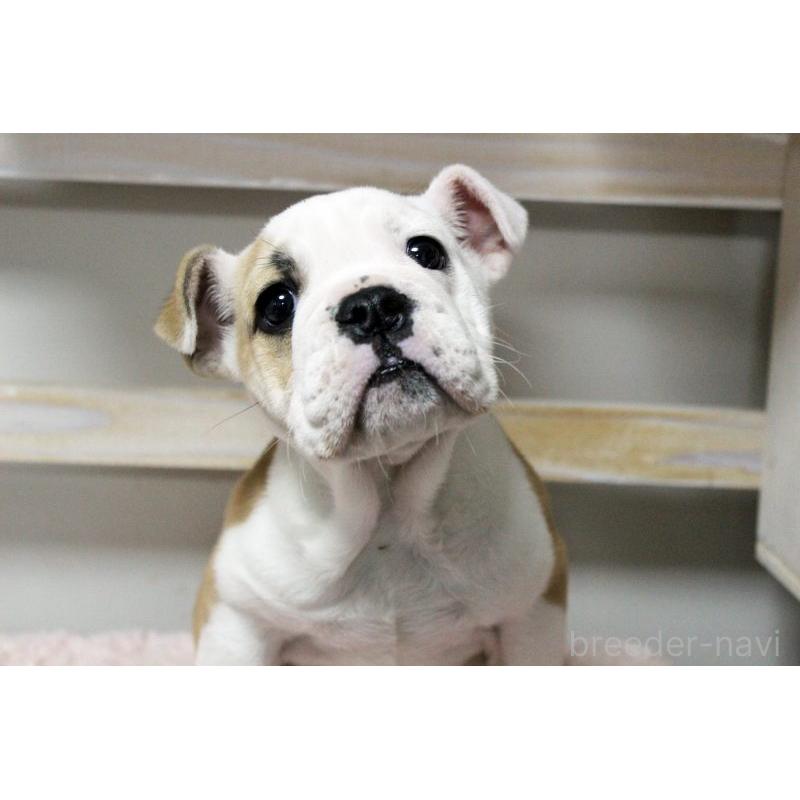 販売中の岡山県のブルドッグ-451861の14枚目