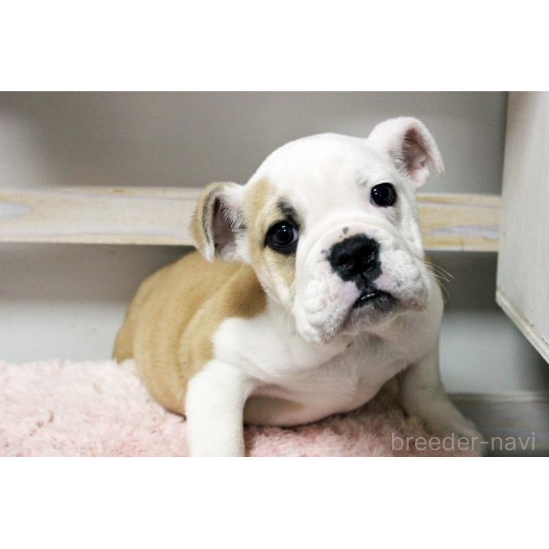 販売中の岡山県のブルドッグ-451861の13枚目