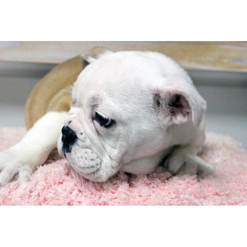 販売中の岡山県のブルドッグ-451861の12枚目