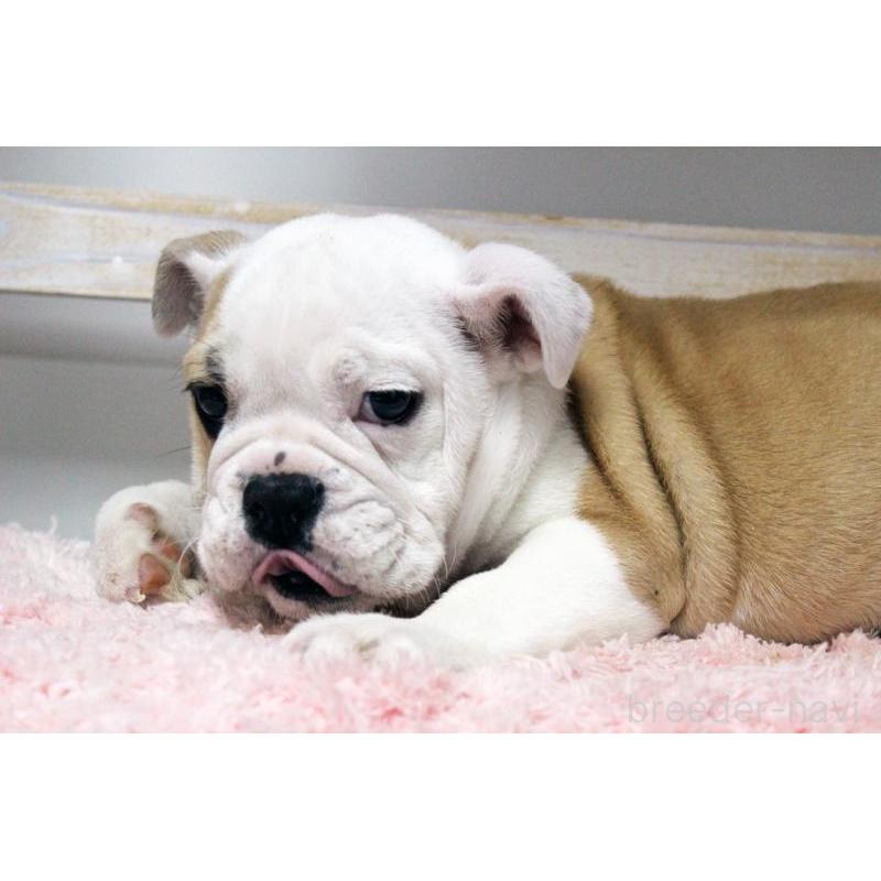 販売中の岡山県のブルドッグ-451861の10枚目