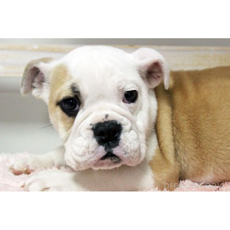 販売中の岡山県のブルドッグ-451861の8枚目