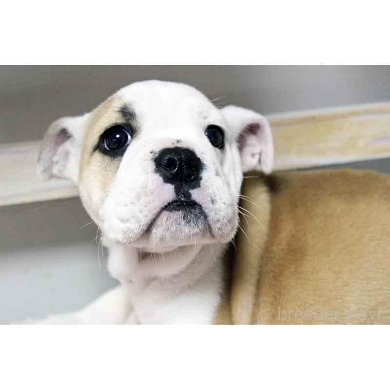 販売中の岡山県のブルドッグ-451861の9枚目