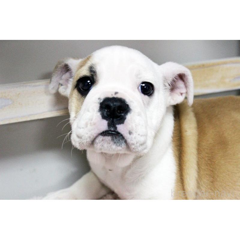 販売中の岡山県のブルドッグ-451861の7枚目