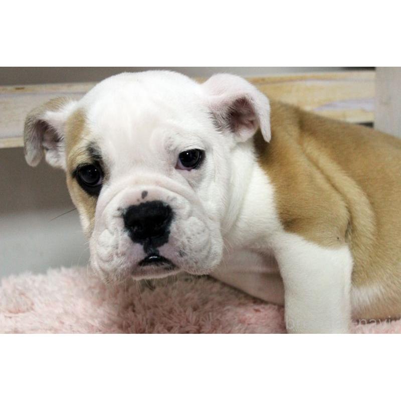 販売中の岡山県のブルドッグ-451861の6枚目