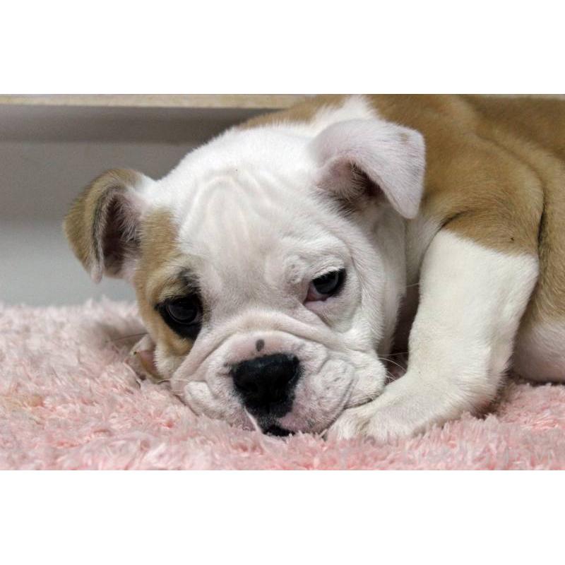 販売中の岡山県のブルドッグ-451861の4枚目