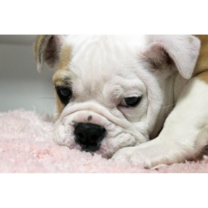 販売中の岡山県のブルドッグ-451861の2枚目