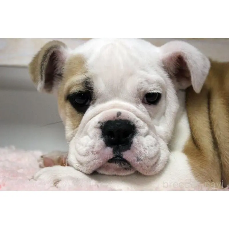 販売中の岡山県のブルドッグ-451861の3枚目