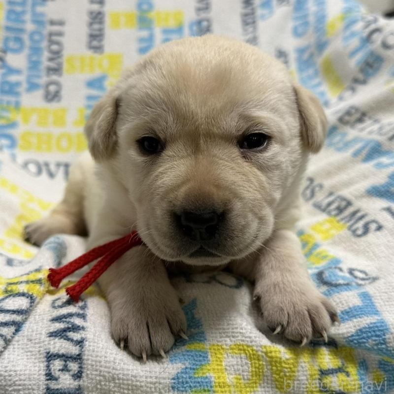 販売中の岡山県のラブラドールレトリーバー-451860