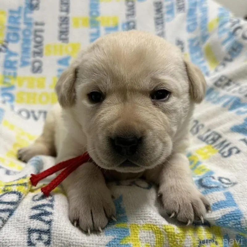 販売中の岡山県のラブラドールレトリーバー-451860の10枚目