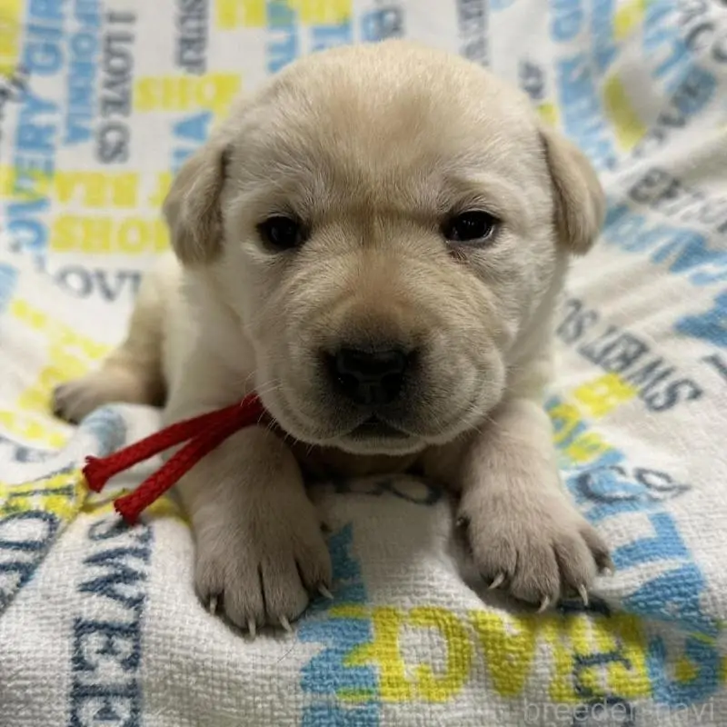 販売中の岡山県のラブラドールレトリーバー-451860の9枚目