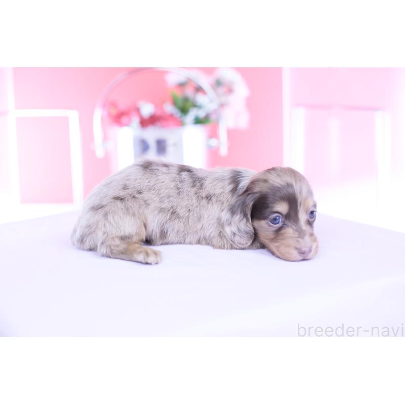 販売中の愛知県のミニチュアダックスフンド(ロングヘアード)-451862の8枚目