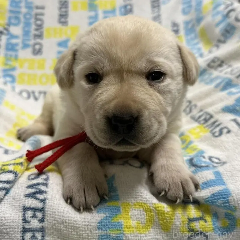 販売中の岡山県のラブラドールレトリーバー-451860の8枚目