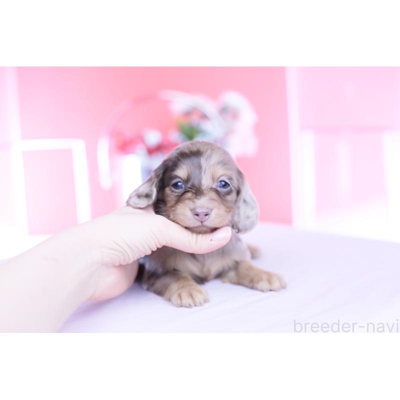 販売中の愛知県のミニチュアダックスフンド(ロングヘアード)-451862の7枚目