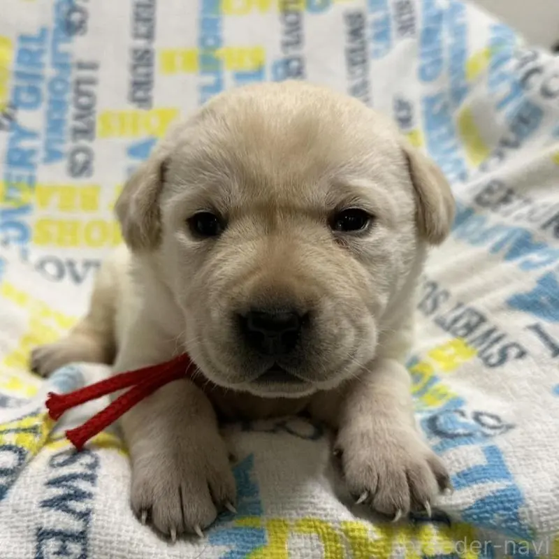 販売中の岡山県のラブラドールレトリーバー-451860の7枚目