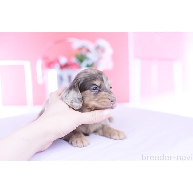 販売中の愛知県のミニチュアダックスフンド(ロングヘアード)-451862の6枚目