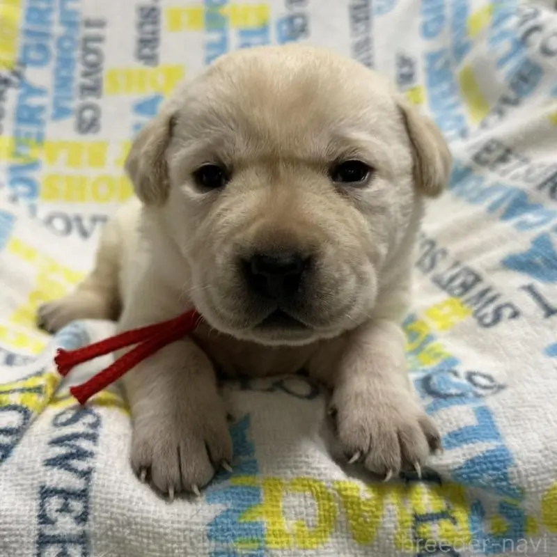 販売中の岡山県のラブラドールレトリーバー-451860の6枚目