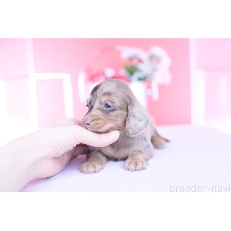 販売中の愛知県のミニチュアダックスフンド(ロングヘアード)-451862の4枚目