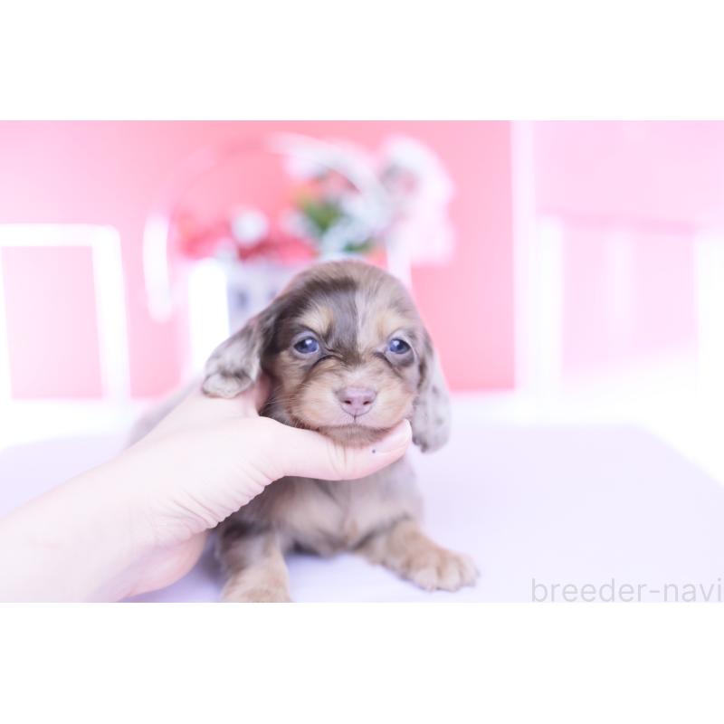 販売中の愛知県のミニチュアダックスフンド(ロングヘアード)-451862の3枚目