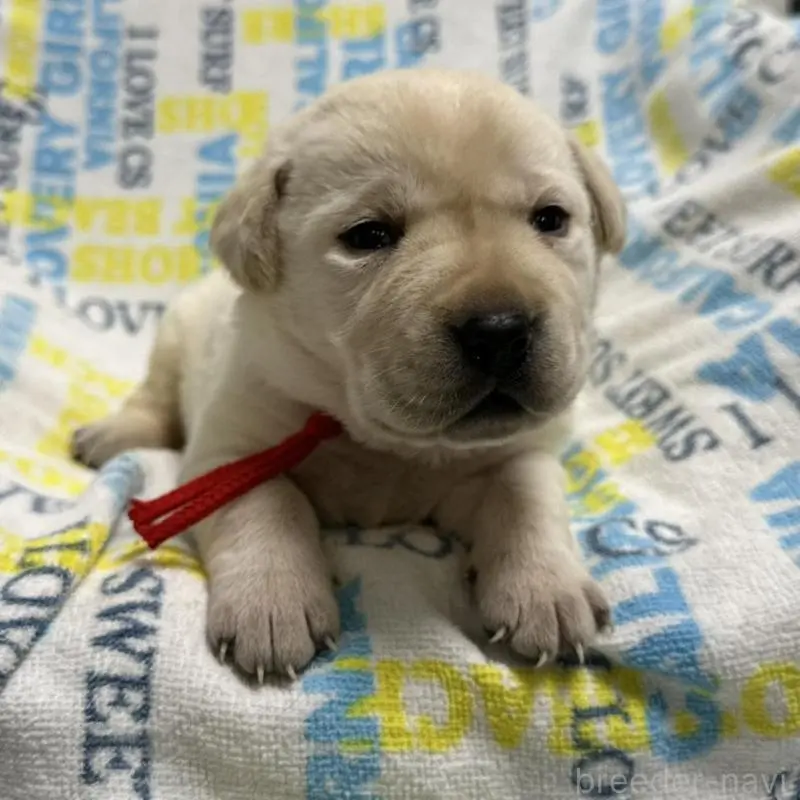 販売中の岡山県のラブラドールレトリーバー-451860の4枚目