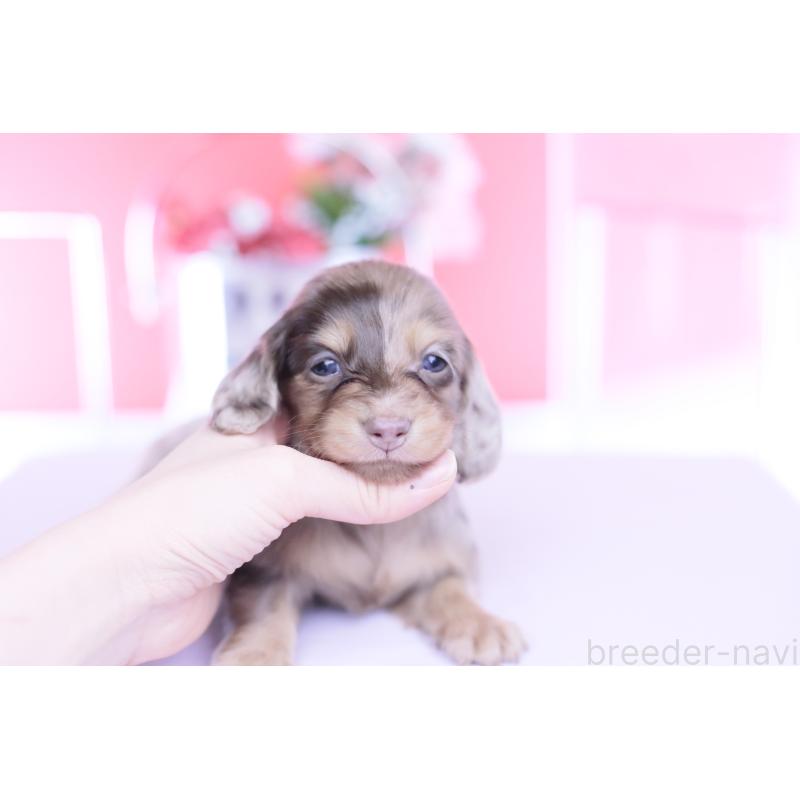 販売中の愛知県のミニチュアダックスフンド(ロングヘアード)-451862の2枚目