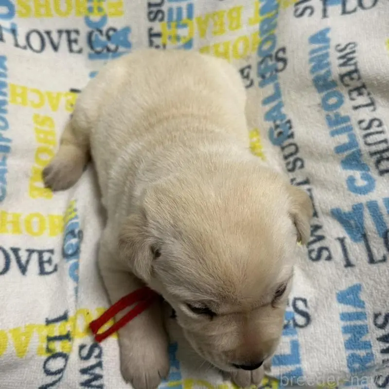 販売中の岡山県のラブラドールレトリーバー-451860の3枚目