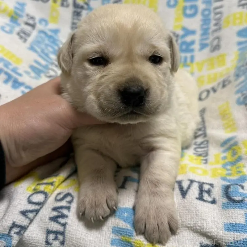 販売中の岡山県のラブラドールレトリーバー-451860の2枚目