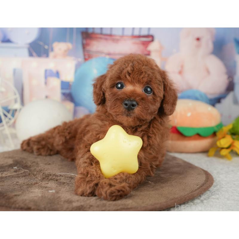 販売中の千葉県のトイプードル-451948の11枚目