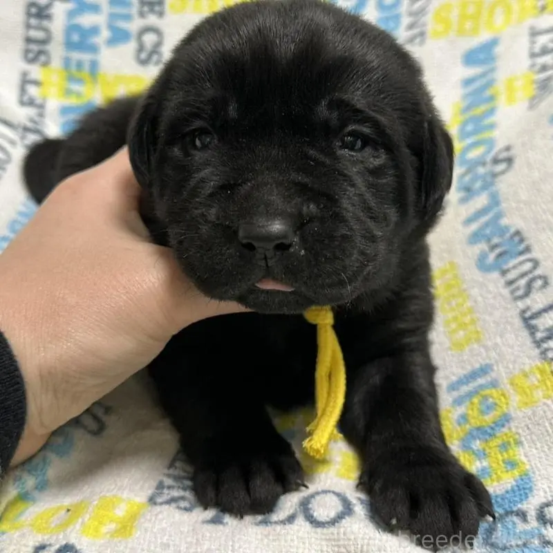 販売中の岡山県のラブラドールレトリーバー-451863の8枚目