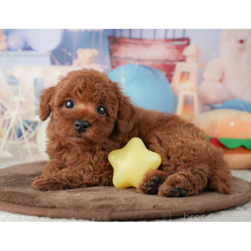 販売中の千葉県のトイプードル-451948の10枚目