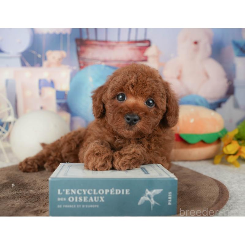 販売中の千葉県のトイプードル-451948の9枚目