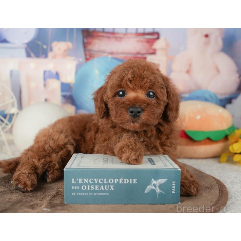 販売中の千葉県のトイプードル-451948の8枚目