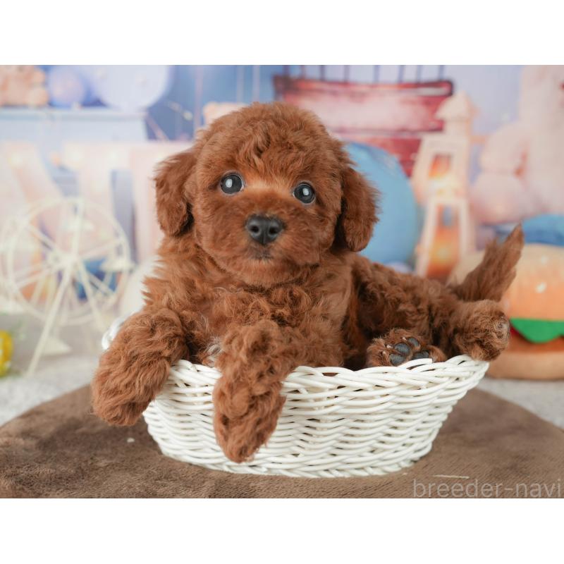 販売中の千葉県のトイプードル-451948の7枚目