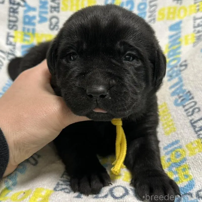 販売中の岡山県のラブラドールレトリーバー-451863の6枚目