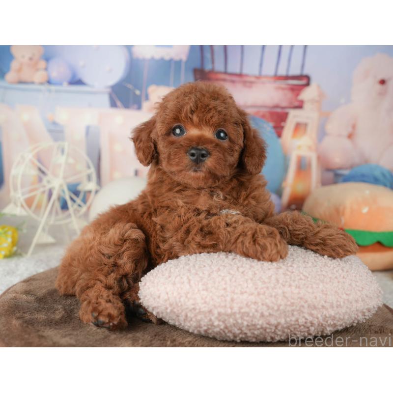 販売中の千葉県のトイプードル-451948の5枚目