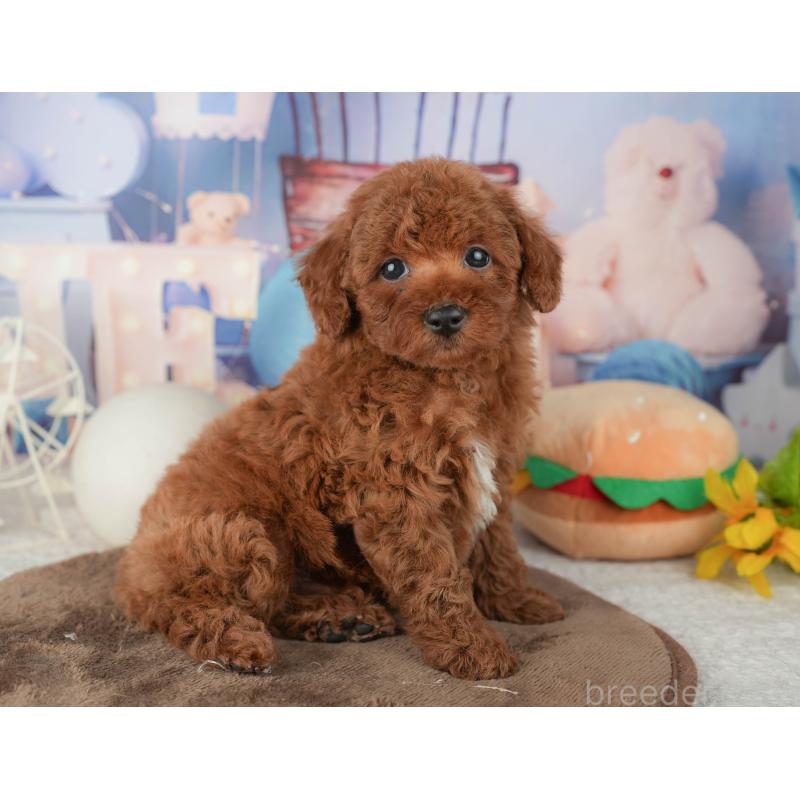 販売中の千葉県のトイプードル-451948の3枚目