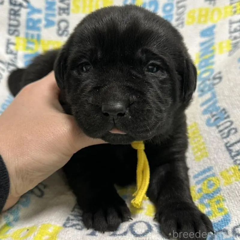 販売中の岡山県のラブラドールレトリーバー-451863の5枚目