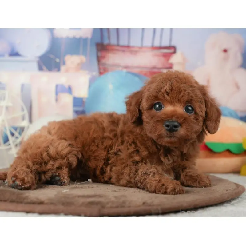 販売中の千葉県のトイプードル-451948の2枚目