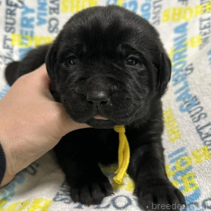 販売中の岡山県のラブラドールレトリーバー-451863の4枚目