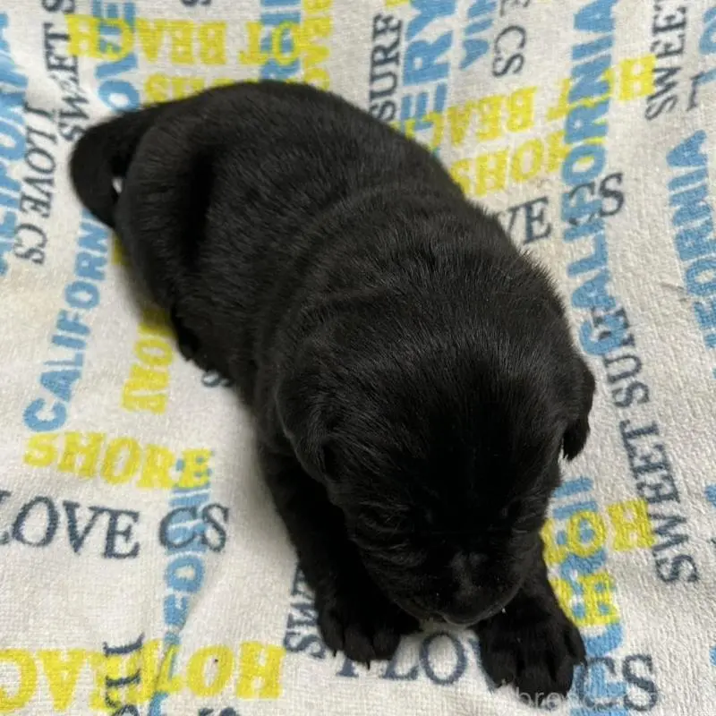 販売中の岡山県のラブラドールレトリーバー-451863の3枚目