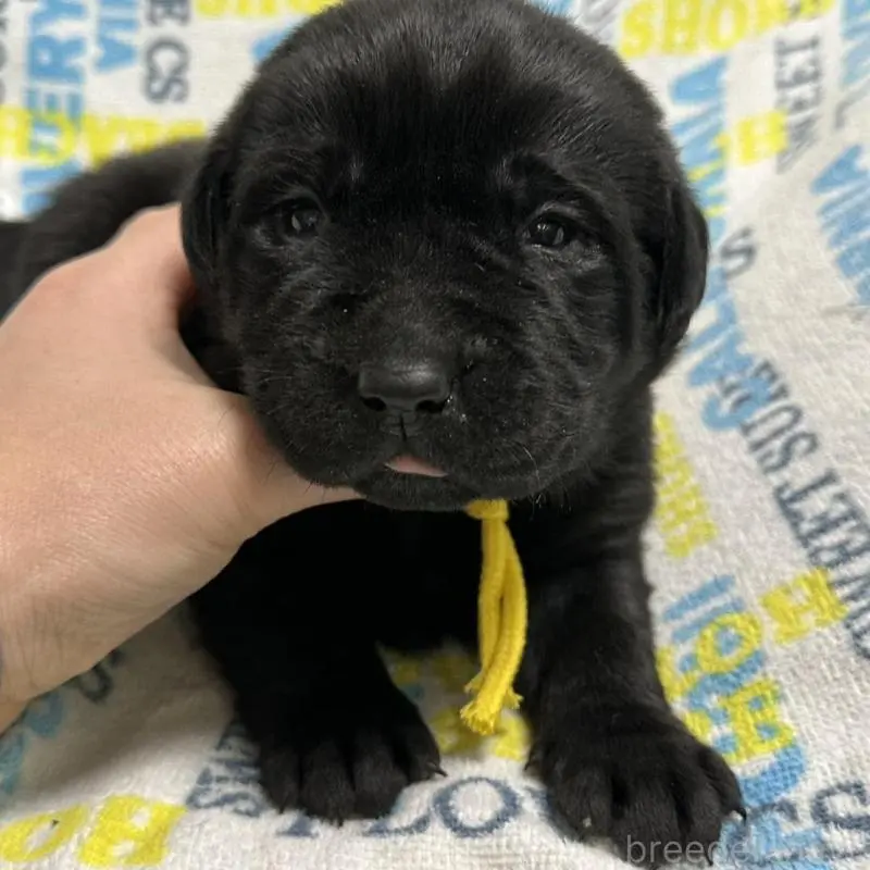 販売中の岡山県のラブラドールレトリーバー-451863の2枚目