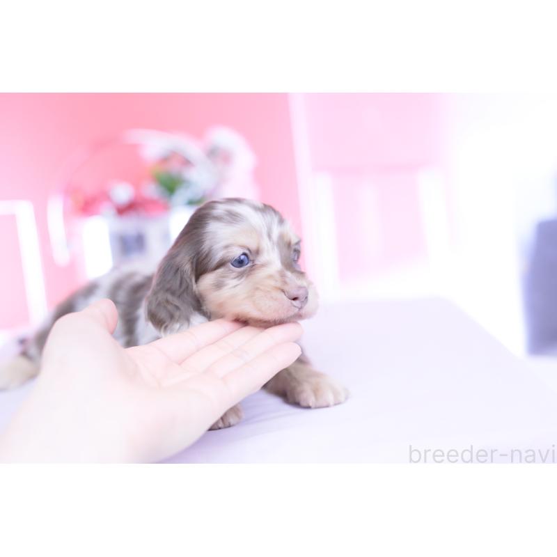 販売中の愛知県のミニチュアダックスフンド(ロングヘアード)-451864の10枚目