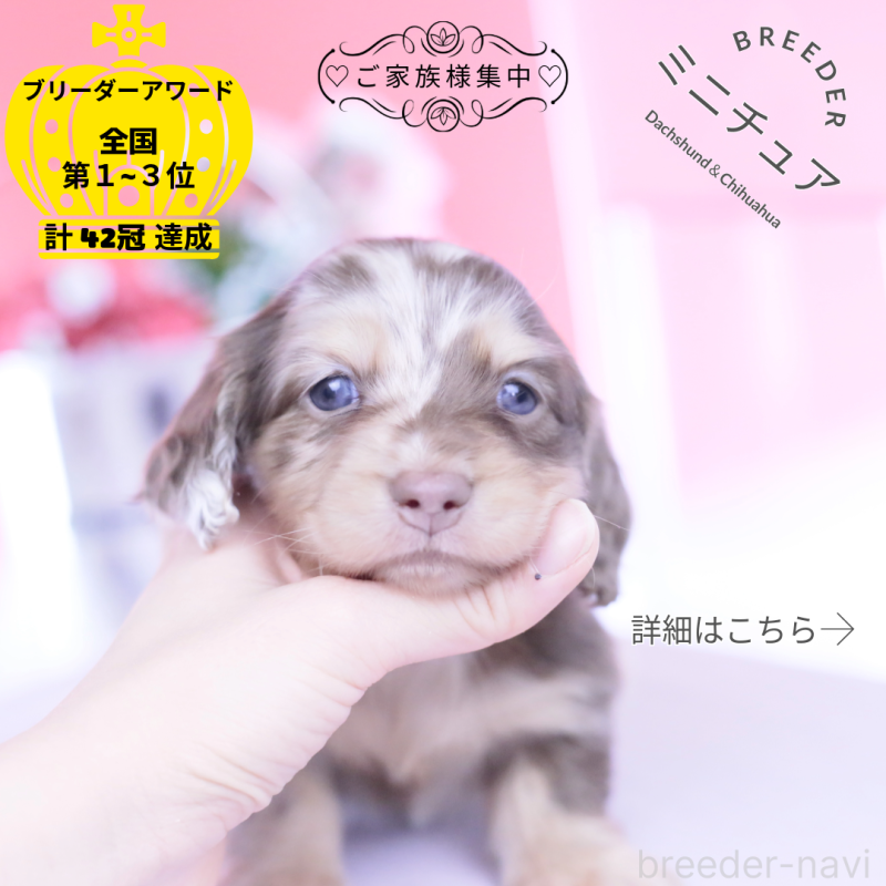 販売中の愛知県のミニチュアダックスフンド(ロングヘアード)-451864